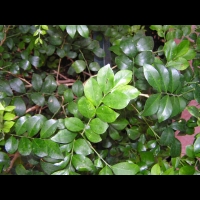 Buis de Chine - Murraya paniculata (fam Rutacees) (02)
